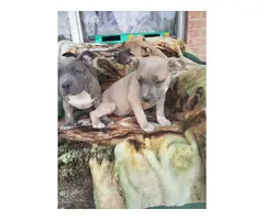 3 UKC American Bully Puppies for Sale - 2