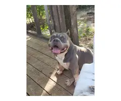 3 UKC American Bully Puppies for Sale - 5