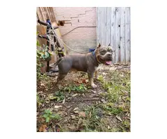3 UKC American Bully Puppies for Sale - 6