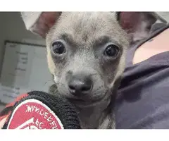 One girl Chiweenie puppy looking for new home - 2