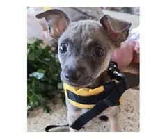 One girl Chiweenie puppy looking for new home - 5