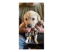 Two Male One Female Yellow Lab Puppies for Sale