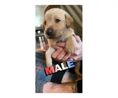 Two Male One Female Yellow Lab Puppies for Sale - 2