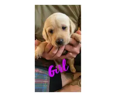 Two Male One Female Yellow Lab Puppies for Sale - 3
