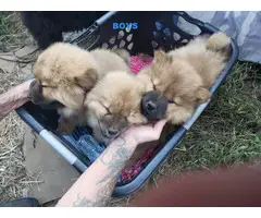 Ten weeks old Chow Puppies ready for their forever homes