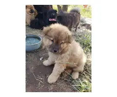 Ten weeks old Chow Puppies ready for their forever homes - 7