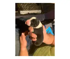 2 Border Collie puppy up for adoption