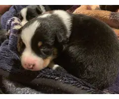 2 Border Collie puppy up for adoption - 2