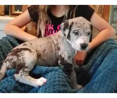 AKC great dane puppies with papers