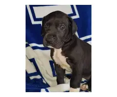 AKC great dane puppies with papers - 2