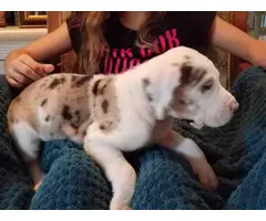 AKC great dane puppies with papers - 4