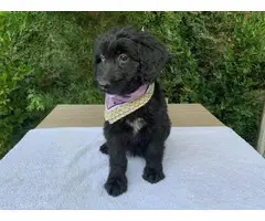 Chocolate and black Aussiedoodle puppies for sale - 2