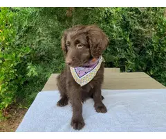 Chocolate and black Aussiedoodle puppies for sale - 4
