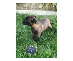 3 purebred belgian malinois puppies for sale