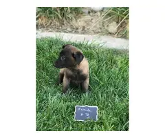 3 purebred belgian malinois puppies for sale - 2