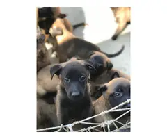 3 purebred belgian malinois puppies for sale - 4