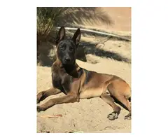 3 purebred belgian malinois puppies for sale - 5