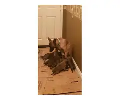 3 purebred belgian malinois puppies for sale - 6