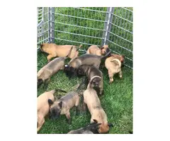 3 purebred belgian malinois puppies for sale - 7