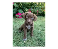 8 weeks old beautiful chocolate Labrador puppies - 1