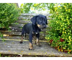 Registered solid coat catahoula puppies for sale