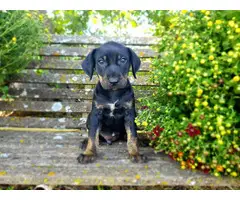 Registered solid coat catahoula puppies for sale - 2