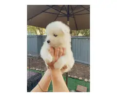 Purebred Samoyed puppies for sale