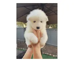 Purebred Samoyed puppies for sale