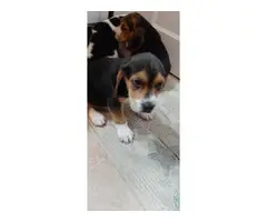 Male beagle pups for sal3 - 4