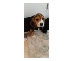 beagle pups sal3 male