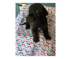 8 males Daniff puppies looking for new homes