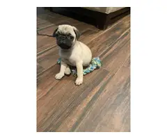 3 fawn & 2 black pug puppies available
