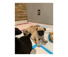 3 fawn & 2 black pug puppies available - 2