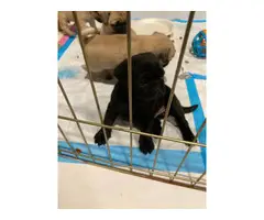 3 fawn & 2 black pug puppies available - 3