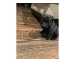 3 fawn & 2 black pug puppies available - 4