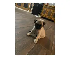 3 fawn & 2 black pug puppies available - 5