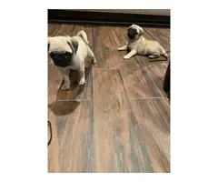 3 fawn & 2 black pug puppies available - 6