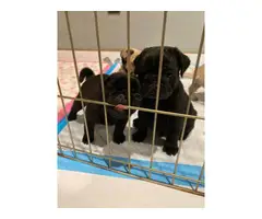 3 fawn & 2 black pug puppies available - 7