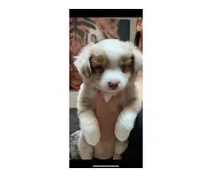 Ticolored and white Aussie puppies - 6