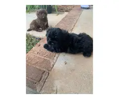 2 cute male Shih tzu puppies for sale - 2