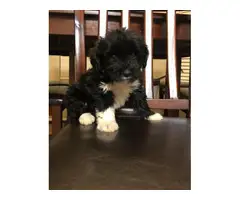 9 weeks old Shihpoo Puppies for sale