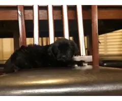 9 weeks old Shihpoo Puppies for sale - 2