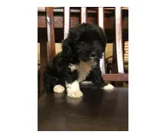 9 weeks old Shihpoo Puppies for sale - 3