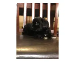 9 weeks old Shihpoo Puppies for sale - 4
