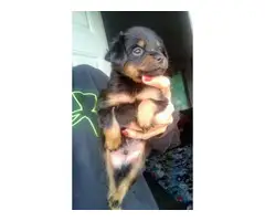 3 Min Pin Puppies for Sale - 3