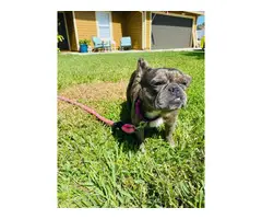 Merle Female French Bulldog for Sale
