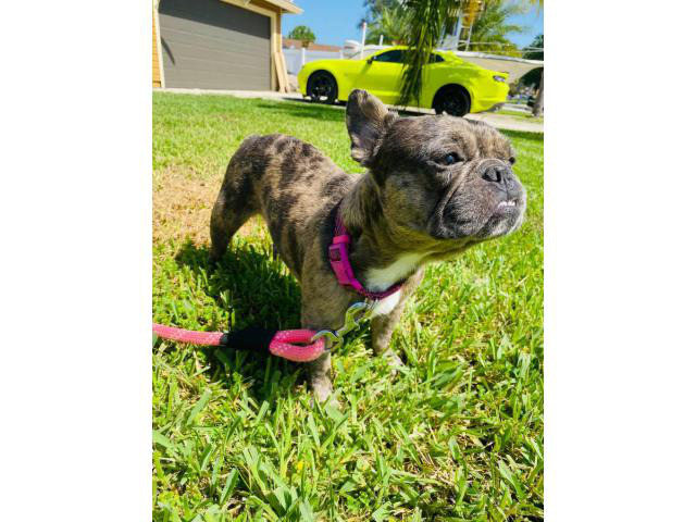Merle Female French Bulldog for Sale in Jacksonville