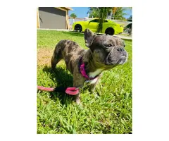 Merle Female French Bulldog for Sale - 3