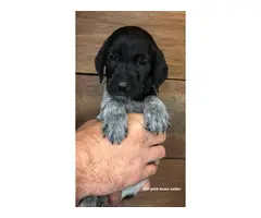 GSP / Goldendoodle Mix Puppies for Sale