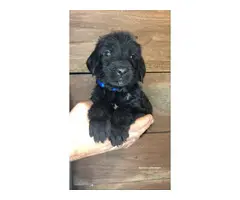 GSP / Goldendoodle Mix Puppies for Sale - 3